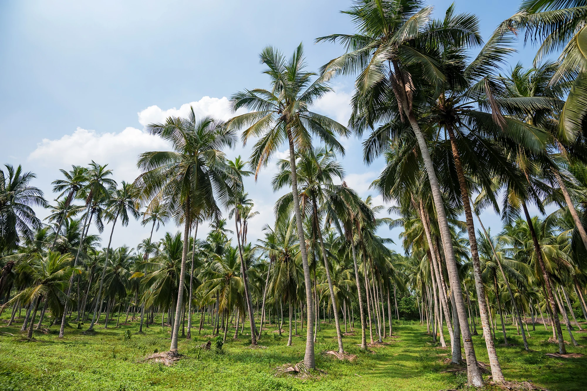 Philippines and the Global Coconut Trade: How a Tropical Giant Is Redefining the Market